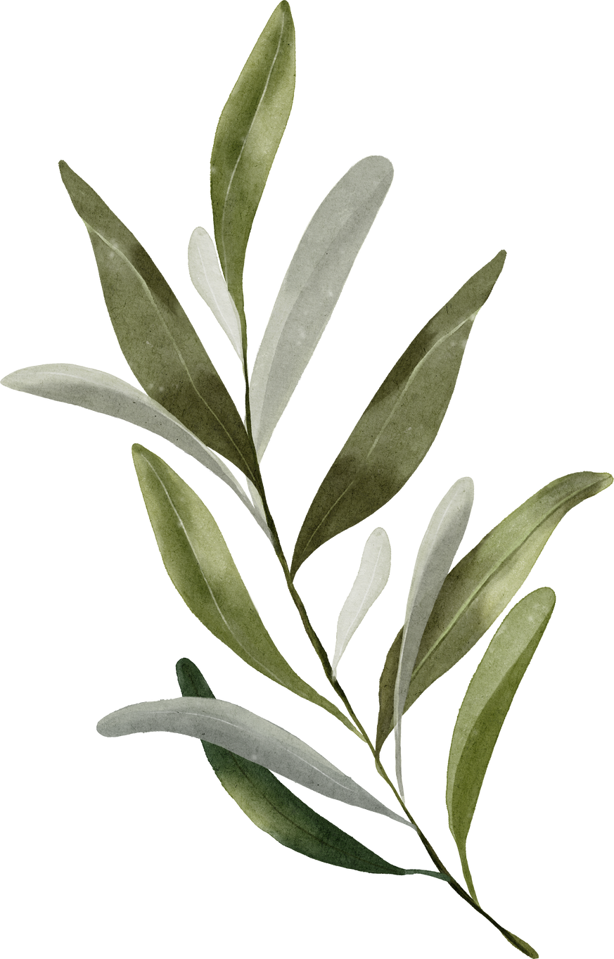 Watercolor of plain dark olive leaf